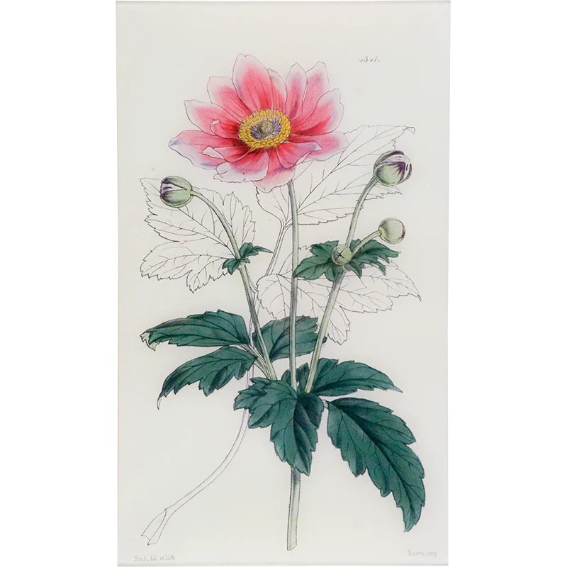 Anemone Japonica Tray - William Curtis Botanicals