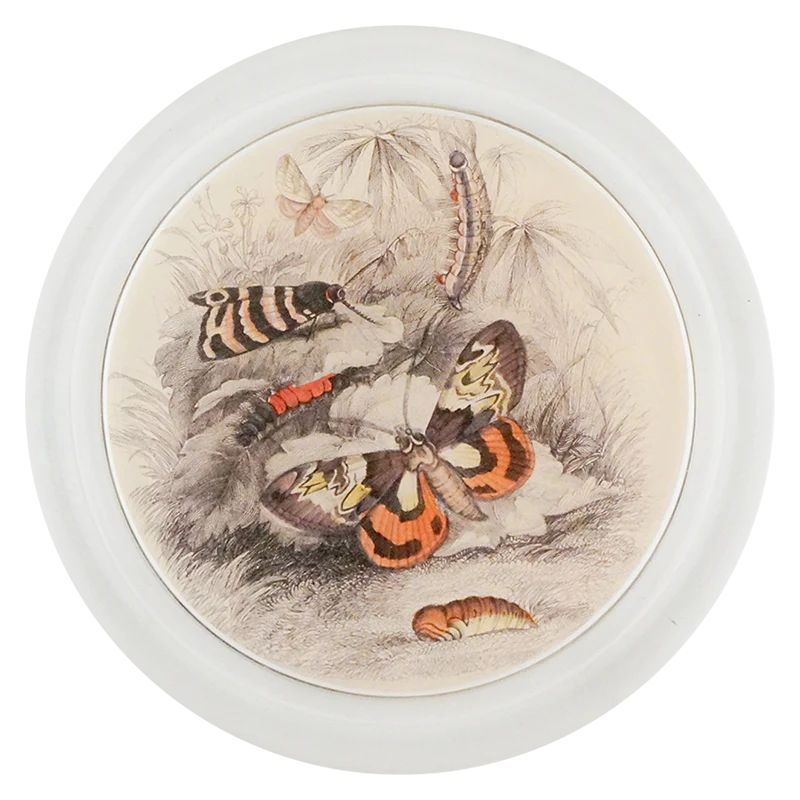 Butterflies with Insects 6" Coaster