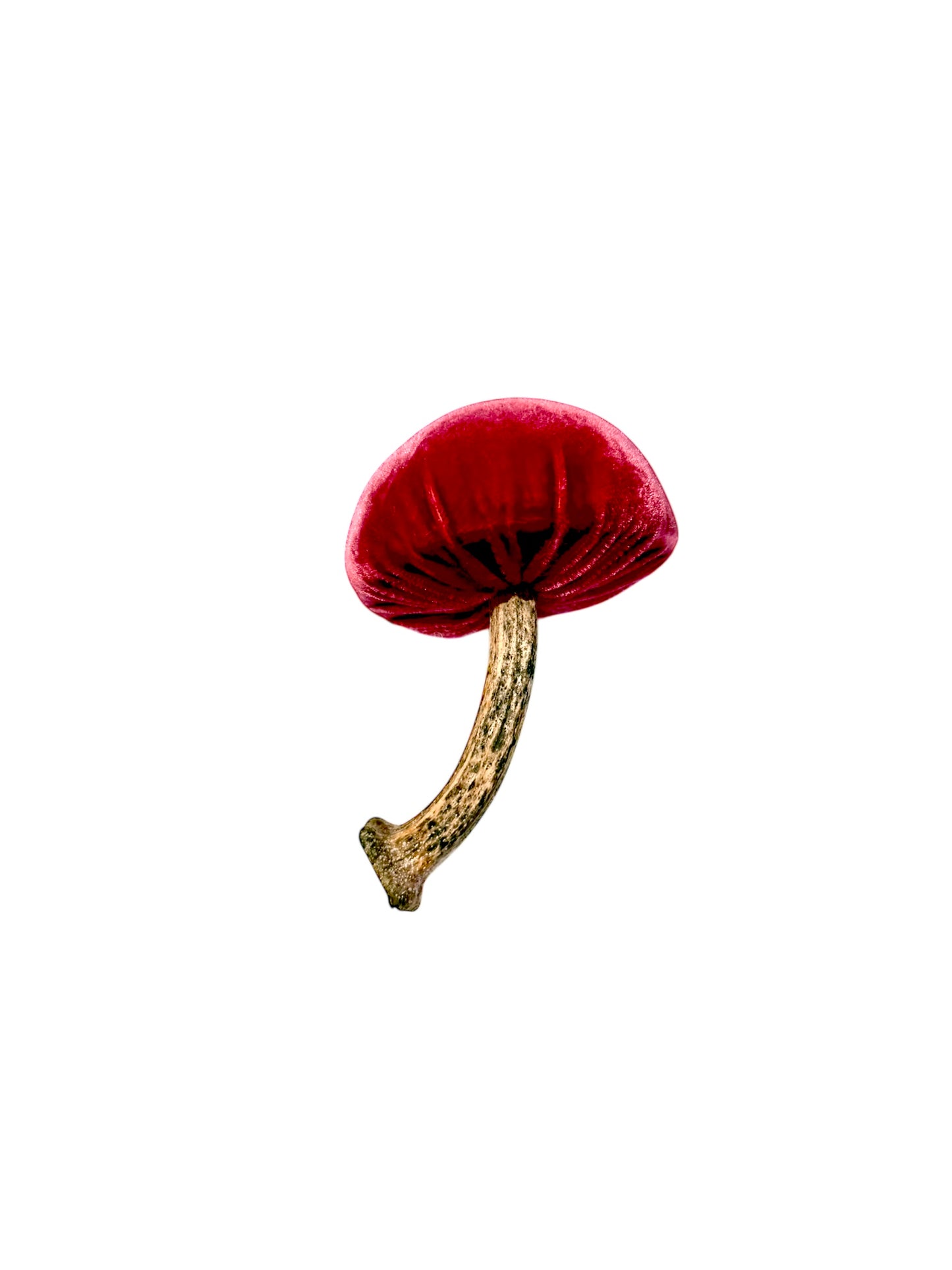 Velvet Mushroom in Magenta