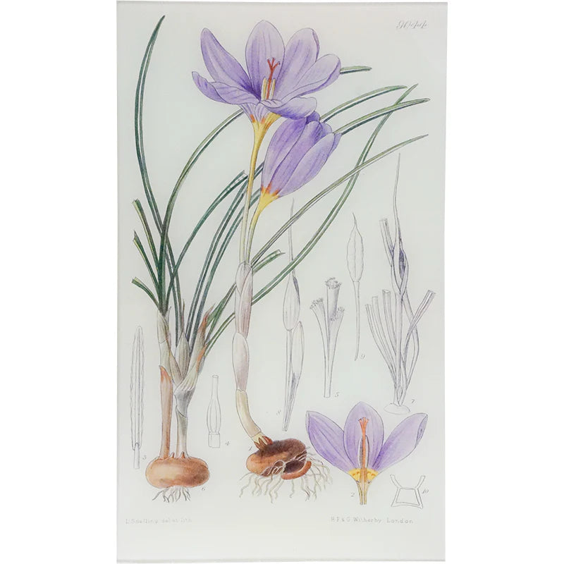 Crocus Kotschyanus Tray - William Curtis Botanicals
