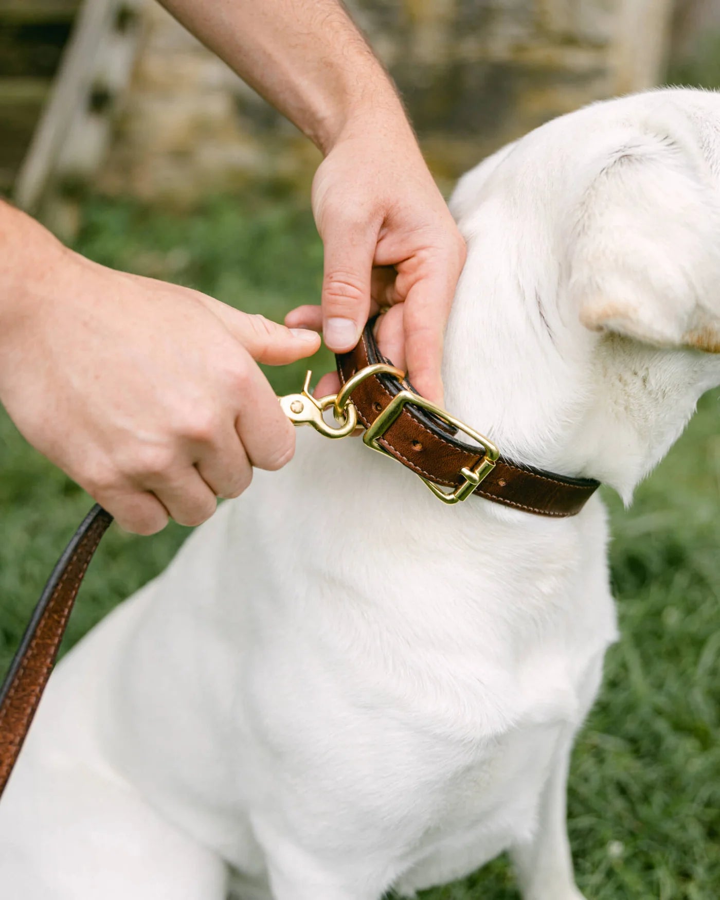 Nameplate Dog Collar