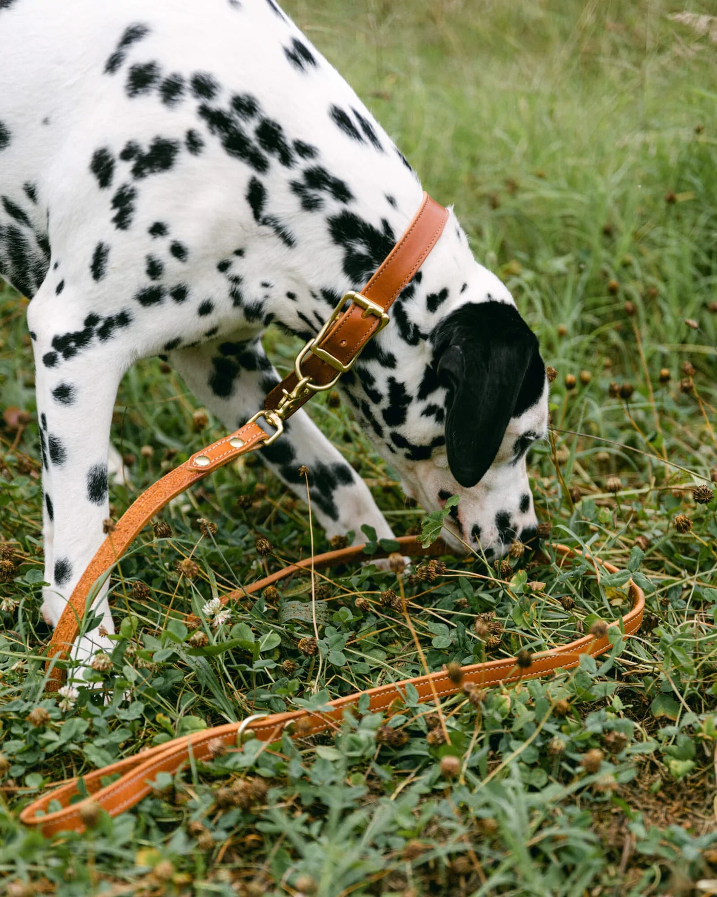 Nameplate Dog Collar