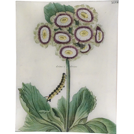 Grime's Orion XLVIII Tray