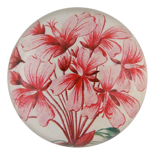 Geranium Zonale Dome Paperweight