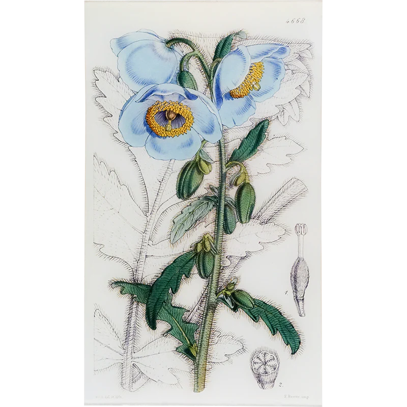 Meconopsis Tray - William Curtis Botanicals