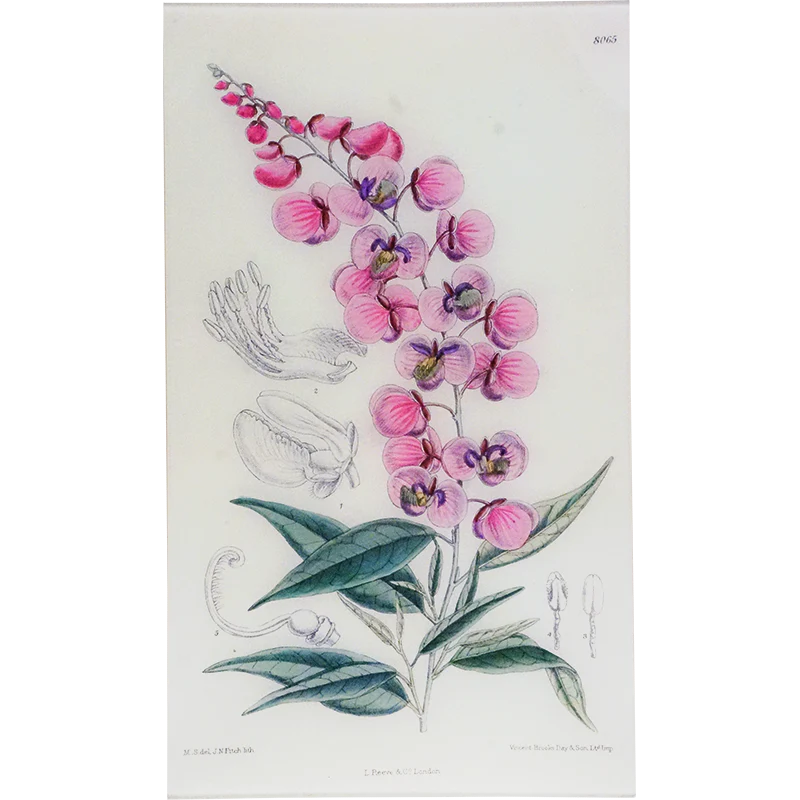 Poygala Tray - William Curtis Botanicals