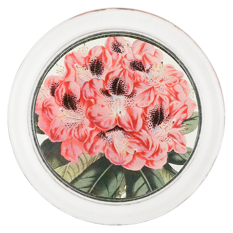 Rhododendron Stamfordianum 4" Coaster
