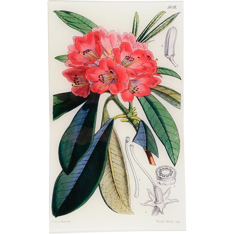 Rhodoendron Windoril Tray - William Curtis Botanicals
