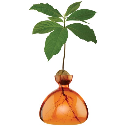 Avocado Vase Orange