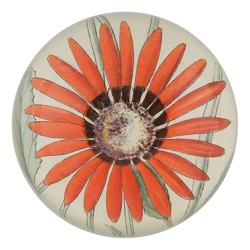 Arctotis Roodae Dome Paperweight