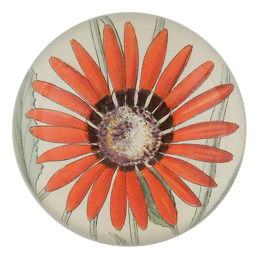 Arctotis Roodae Dome Paperweight