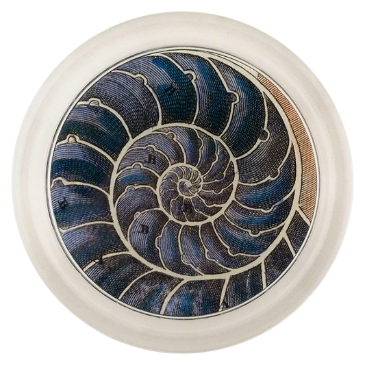 Blue Nautilus 6" Coaster