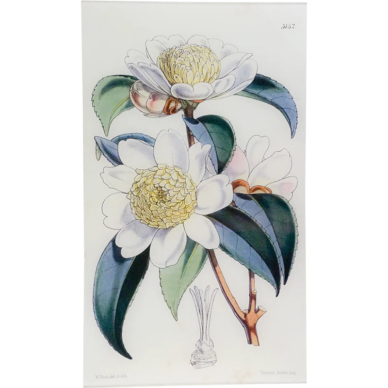 Camellia Sasanqua Tray - William Curtis Botanicals