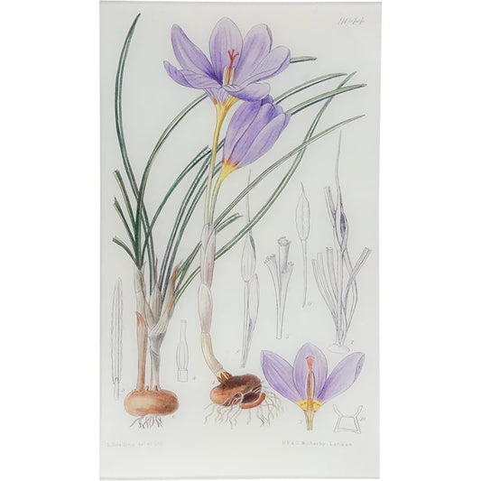 Crocus Kotschyanus Tray - William Curtis Botanicals
