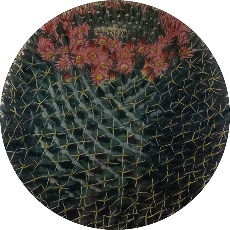 Four Spined Mammillaria