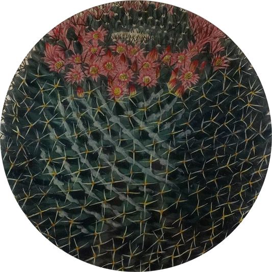 Four Spined Mammillaria