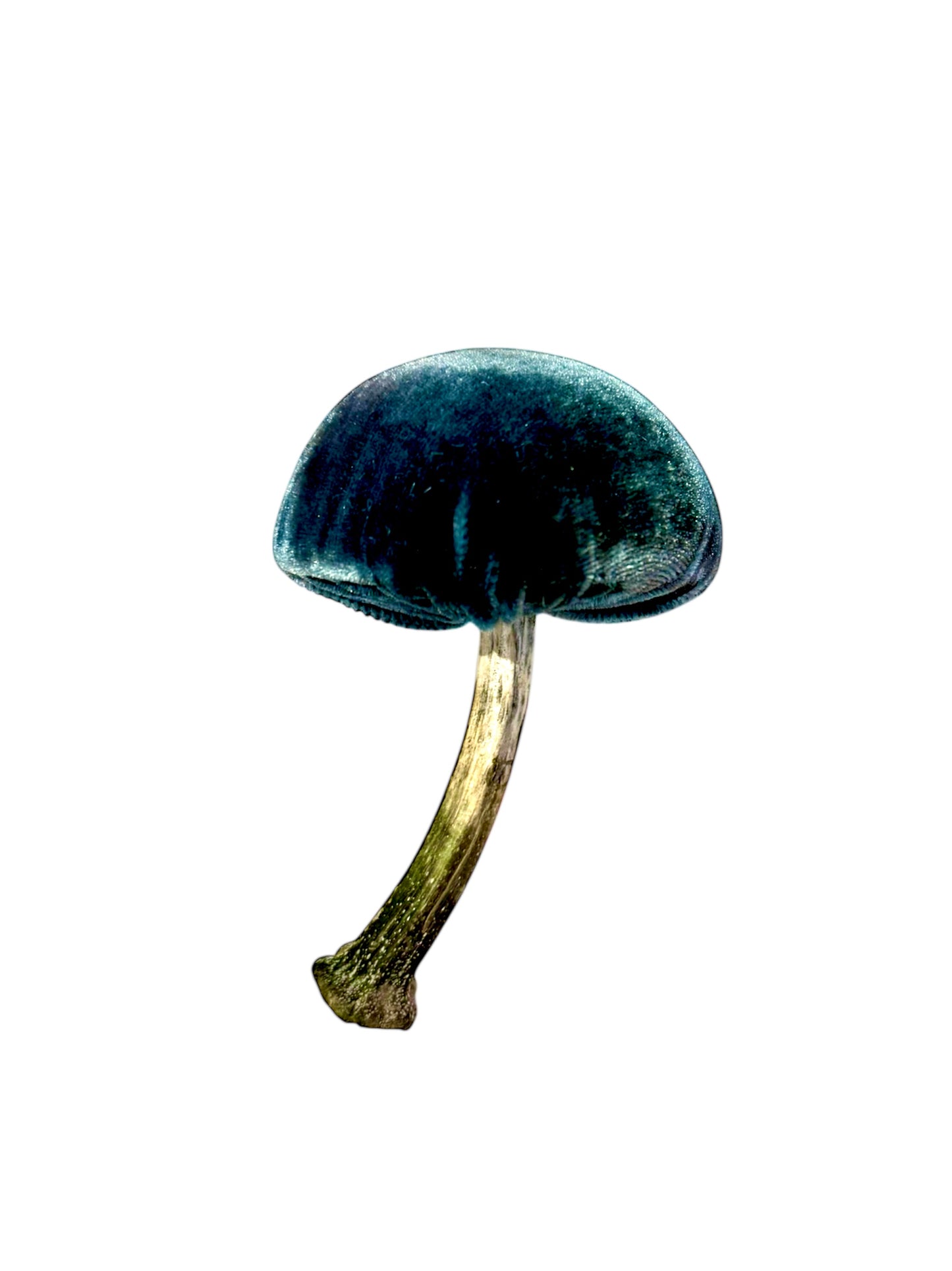 Velvet Mushroom in Turquoise