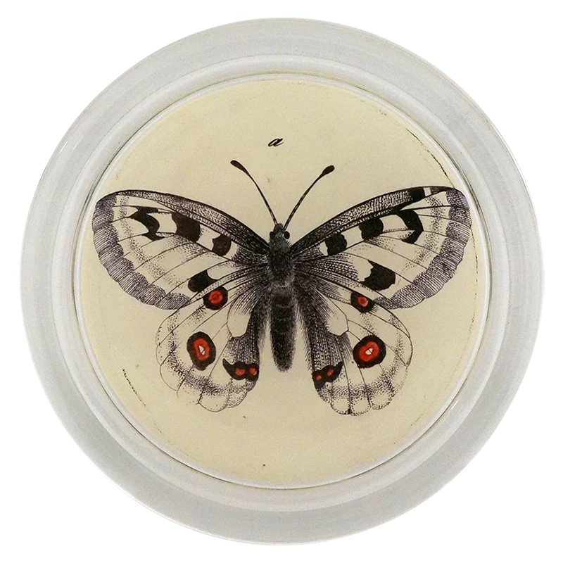 Appollou Swallowtail Butterfly 6" COASTER