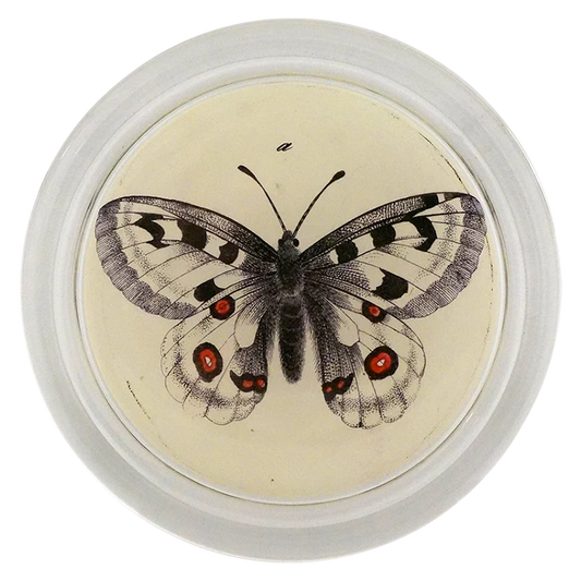 Appollou Swallowtail Butterfly 6" COASTER