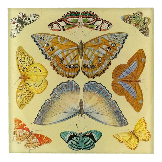 Butterfly Collection Spoon Rest