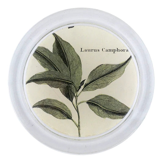 Camphor Leaves 4” Coaster