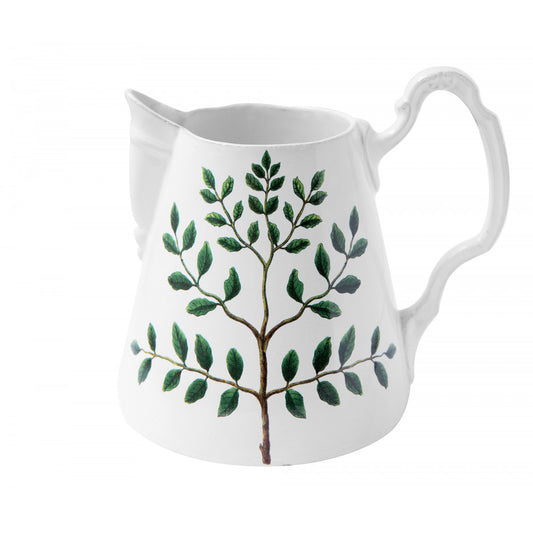Indigofera Colutea Pitcher