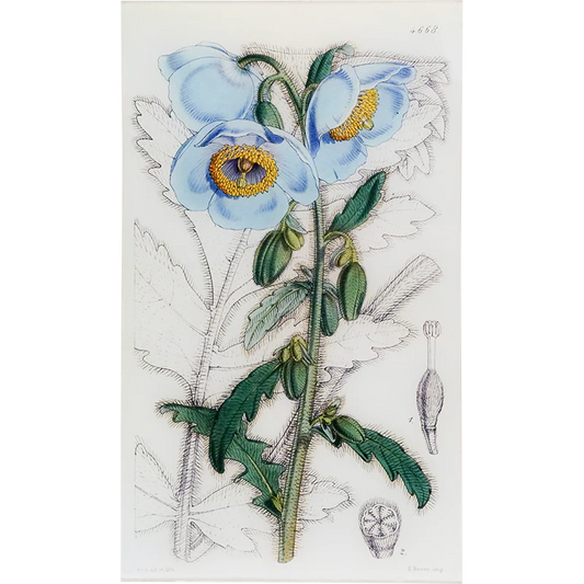 Meconopsis Tray - William Curtis Botanicals