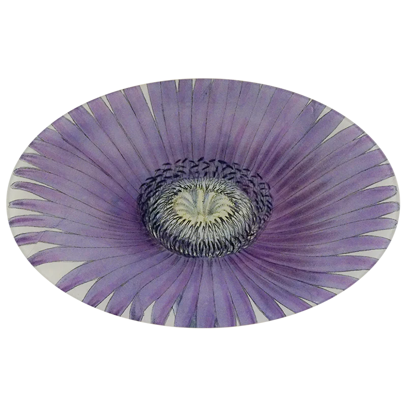 Mesembryanthemum Oval Plate