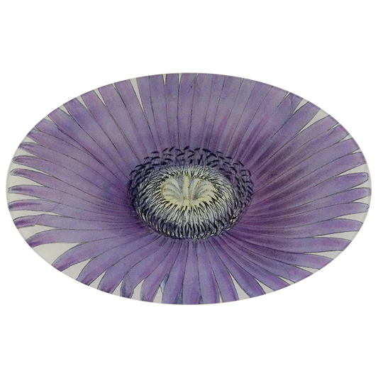 Mesembryanthemum Oval Plate