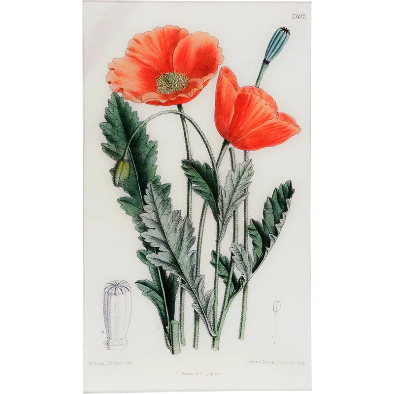 Papaver Tray - William Curtis Botanicals
