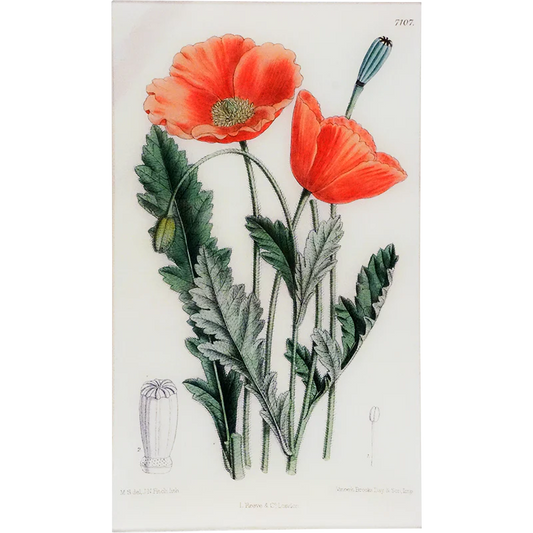 Papaver Tray - William Curtis Botanicals
