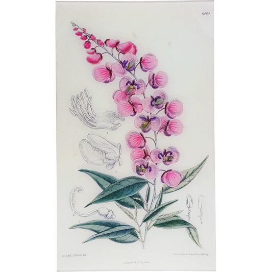 Poygala Tray - William Curtis Botanicals