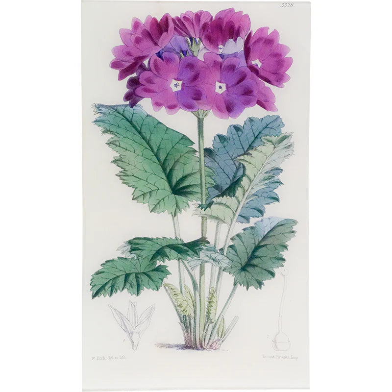 Primula Curtusoides Tray - William Curtis Botanicals