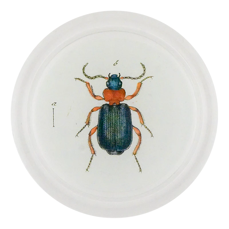 Red & Green Bombardier Beetle 4" Coaster