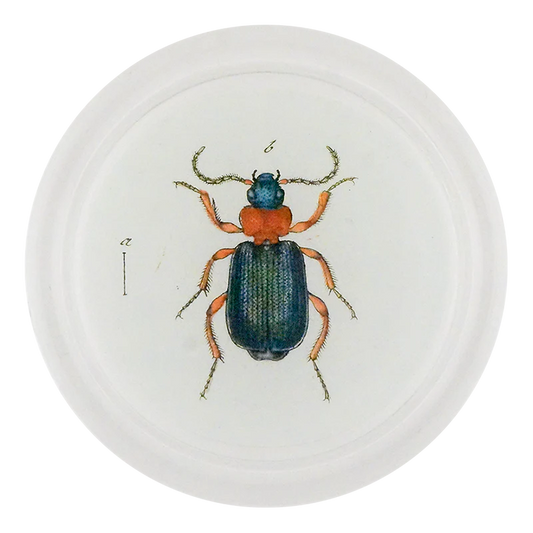 Red & Green Bombardier Beetle 4" Coaster