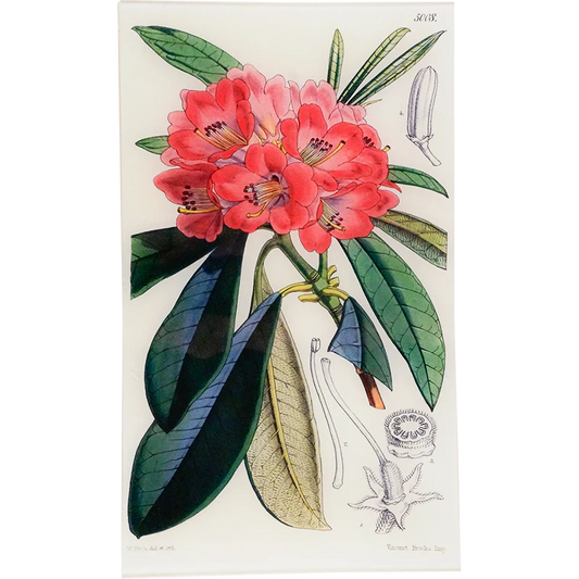 Rhodoendron Windoril Tray - William Curtis Botanicals