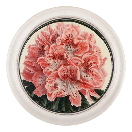 Rhododendron Ange Verveut 4" Coaster