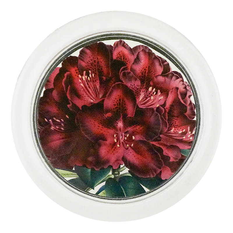 Rhododendron Joseph Whitworth 4" Coaster