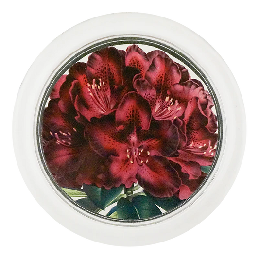 Rhododendron Joseph Whitworth 4" Coaster