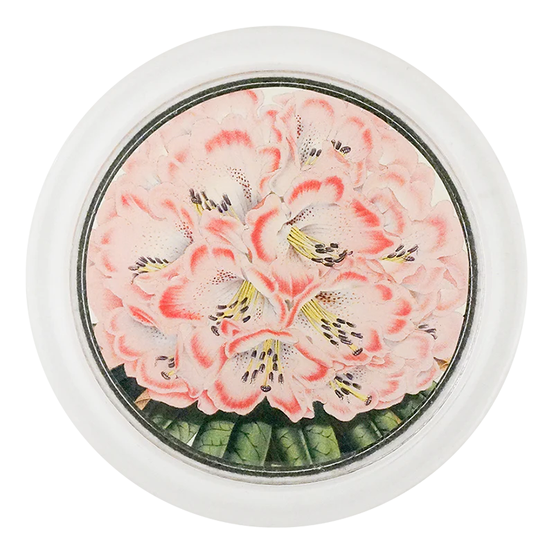 Rhododendron Nilagiricum 4" Coaster