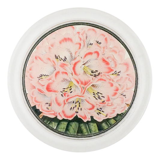 Rhododendron Nilagiricum 4" Coaster