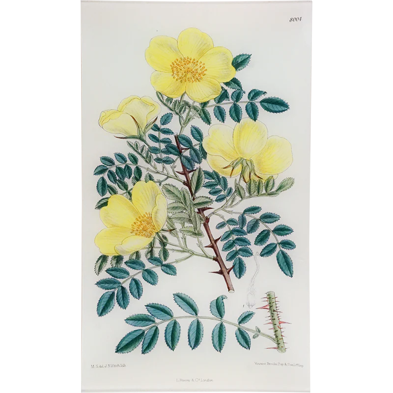 Rosa Hugonis Tray - William Curtis Botanicals
