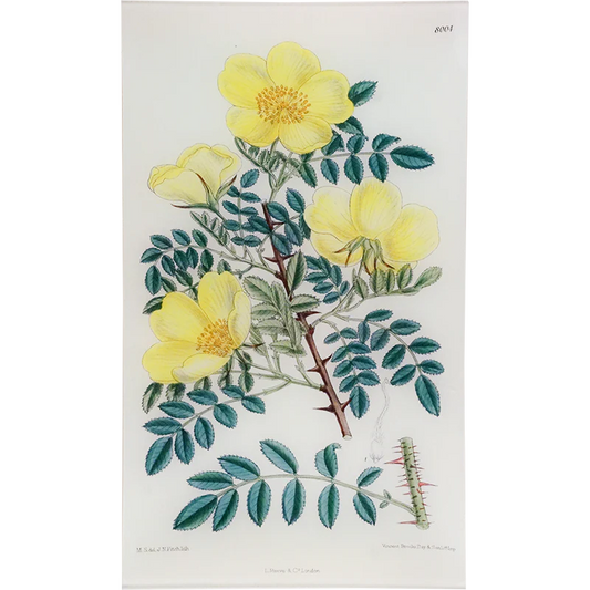Rosa Hugonis Tray - William Curtis Botanicals