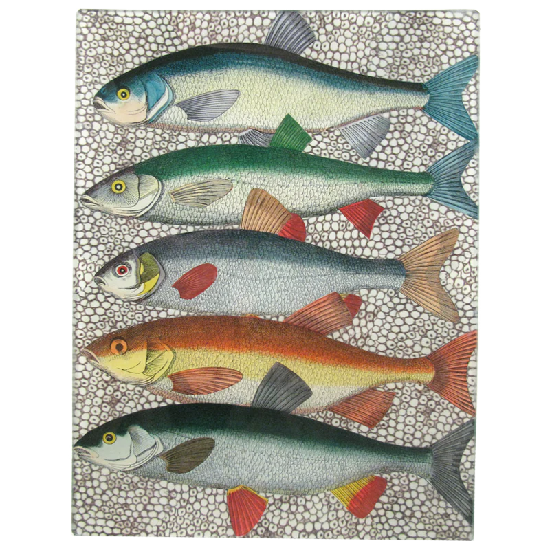 Some Fish Tray
