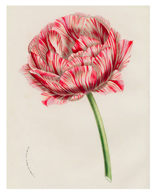 Double Tulip (P 271) 11x14 Rect. Tray